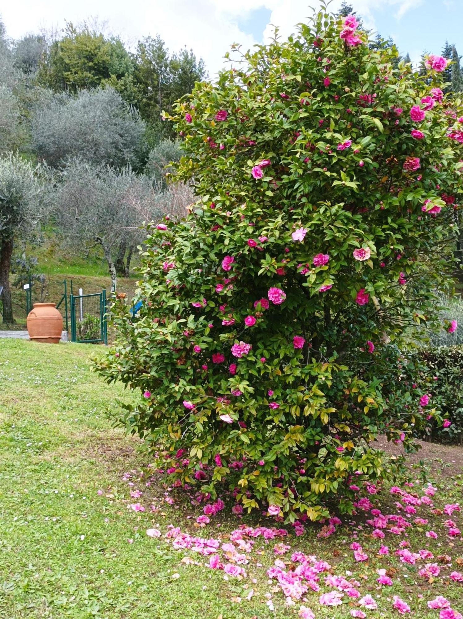 Villa Camelia Tuscany Pescia Bagian luar foto